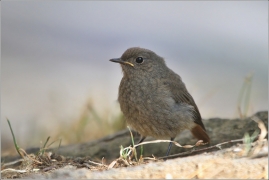 <p>REHEK DOMÁCÍ (Phoenicurus ochruros) /Black redstart - Hausrotschwanz/</p>